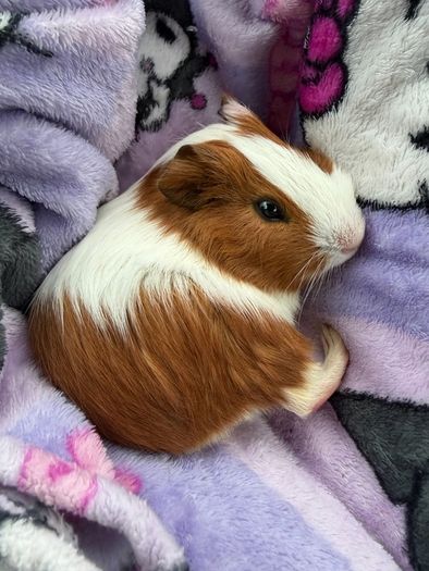 guinea pig