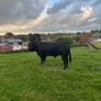 Aberdeen Angus Bull Image 3
