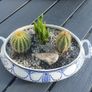 Fabulous Antique W. Adams Two-Handled Tureen with Cacti Garden - A Fabulous Unique and Decorative Item for Display Indoors Image 8