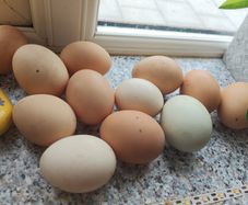 organic eggs