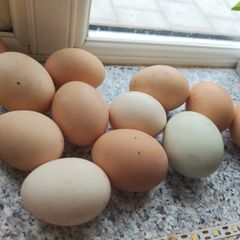 organic eggs