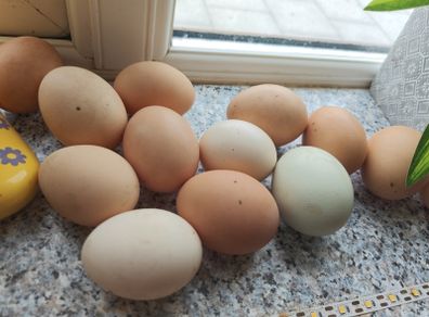organic eggs