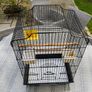 Bird Cage Image 4