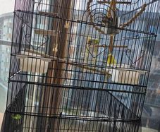 birds