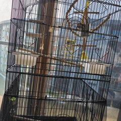 birds