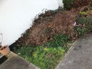 Tidy Garden service Image 5