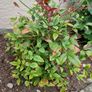 Nandina Domestica Obsessed Image 2