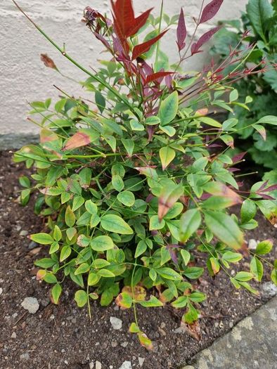 Nandina Domestica Obsessed
