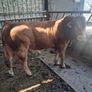 Limousine Bull Image 3