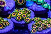 Jungle Juice Zoa
