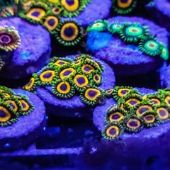 Jungle Juice Zoa