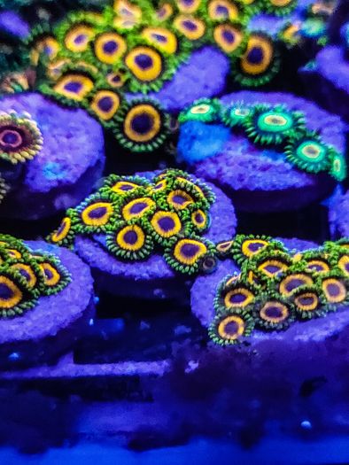 Jungle Juice Zoa