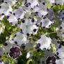 (N) Baby Blue Eyes Mixed seeds 1g (180719) Image 3