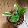 No.9 ZZ Plants Variegated Image 3
