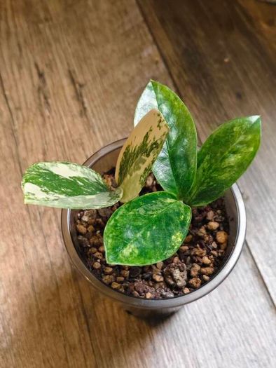 No.9 ZZ Plants Variegated