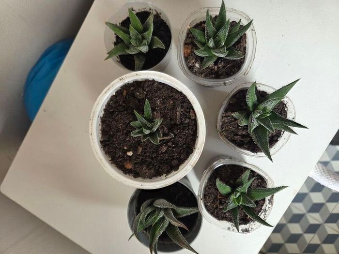 Succulents