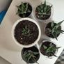 Succulents Image 6