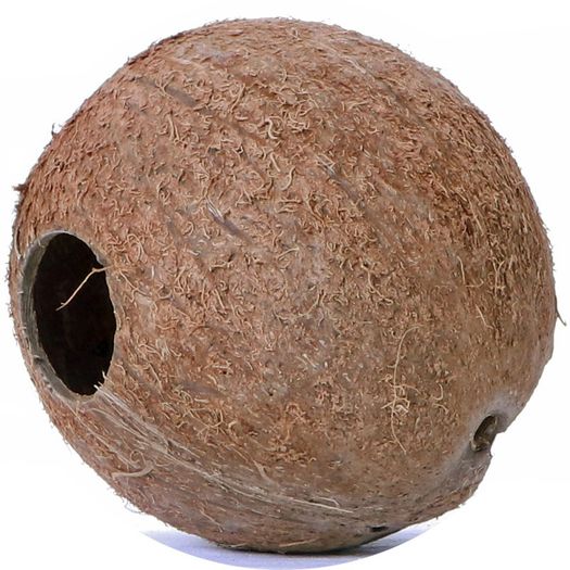 Whole Coconut - Terrario CocoCave