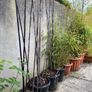bamboo plants different varieties Image 9
