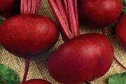 (B) Beetroot seeds D'Egypte 5g (123278)