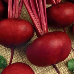 (B) Beetroot seeds D'Egypte 5g (123278)