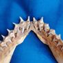 Can post Mako Shark jaw taxidermy Image 9