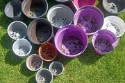 plant pot bundle