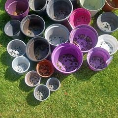 plant pot bundle