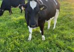 Cattle