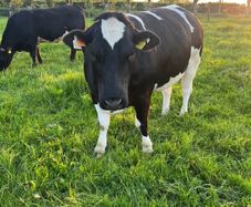 Cattle