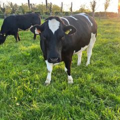 Cattle