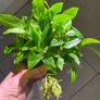 Plant - Tradescantia Fluminensis Green Hill - Houseplant Image 5