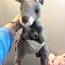Kangaroo Kids backpack Image 2