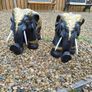 Vintage Ceramic Elephants Image 3