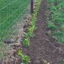 Laurel Hedging Image 8