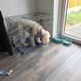 Dog Crate Image 5