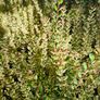 Blue Spirea Caryopteris Flowering Shrubs Image 6