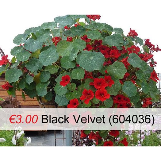 Variety of Nasturtium seeds from 1euro