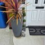 free plant in pots to take away Image 2
