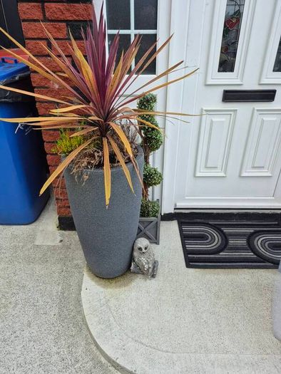 free plant in pots to take away