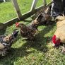 Millefluer booted bantam eggs 2.50 each Image 7
