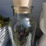 small terrarium Image 4
