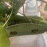 Stick Insects Image 3