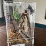 tarantula Image 3