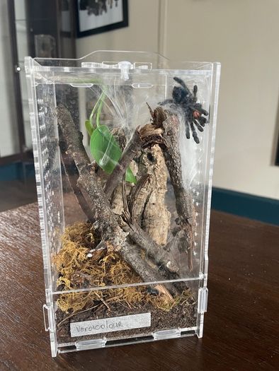 tarantula