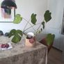 Plant and Pot Image 2