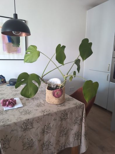 Plant and Pot