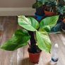 Epipremnum Aureum Marble Queen big leaves Image 8