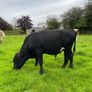Angus teaser bull Image 2