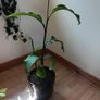 Canna indica Plant Image 2